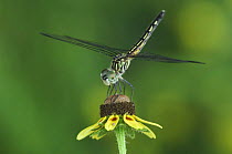 Blue Dasher dragonfly {Pachydiplax longipennis} female on Clasping-leaved Coneflower (Dracopis amplexicaulis) Rio Grande Valley, Texas, USA