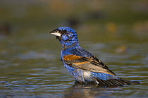 Blue Grosbeak {Passerina / Guiraca caerulea} male bathing, Rio Grande Valley, Texas, USA