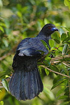 Black Guan {Chamaepetes unicolor} Bosque de Paz, Central Valley, Costa Rica