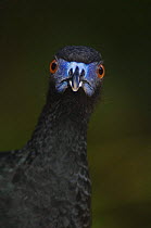 Black Guan {Chamaepetes unicolor} adult head on close up, Bosque de Paz, Central Valley, Costa Rica