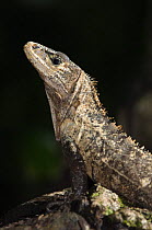 Spiny / Black Iguana {Ctenosaura similis} Manuel Antonio National Park, Costa Rica
