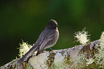 Black Phoebe {Sayornis nigricans} Bosque de Paz, Central Valley, Costa Rica
