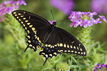 Black Swallowtail butterfly {Papilio polyxenes} adult on Prairie Verbena (Verbena bipinnatifida) Hill Country, Texas, USA