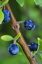 Blackthorn {Prunus spinosa} berries, Switzerland