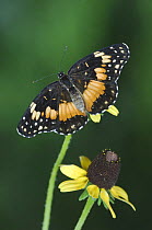 Bordered Patch butterfly {Chlosyne lacinia} adult on Clasping-leaved Coneflower (Dracopis amplexicaulis) Rio Grande Valley, Texas, USA