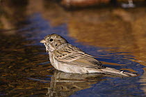 Brewer's Sparrow {Spizella breweri} adult bathing, Arizona, USA
