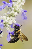 Carpenter Bee {Xylocopa virginica} feeding on Mealy sage (Salvia farinacea) Hill Country, Texas, USA