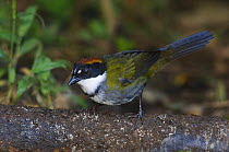 Chestnut-capped Brush-Finch {Arremon brunneinucha} Bosque de Paz, Central Valley, Costa Rica