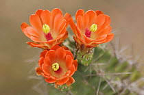 Claret Cup Cactus {Echinocereus triglochidiatus} flowers, Hill Country, Texas, USA