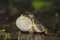 Cliff Chirping Frog {Eleutherodactylus marnockii} male at night calling with vocal sac inflated, Hill Country, Texas, USA
