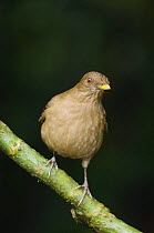 Clay-colored Robin / thrush {Turdus grayi} Central Valley, Costa Rica