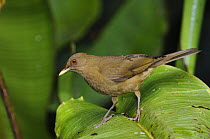 Clay-colored Robin / thrush {Turdus grayi} on Heliconia plant, Central Valley, Costa Rica