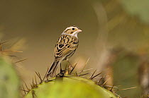 Clay-colored Sparrow {Spizella pallida} Hill Country, Texas, USA