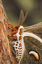 Cecropia Moth {Hyalophora cecropia} adult resting on Texas Madrone (Arbutus xalapensis) bark, Hill Country, Texas, USA