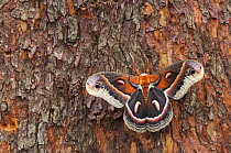 Cecropia Moth {Hyalophora cecropia} adult resting on Texas Madrone (Arbutus xalapensis) bark,  Hill Country, Texas, USA