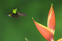 Coppery-headed Emerald, Elvira cupreiceps, male in flight on Heliconia flower, Central Valley, Costa Rica, Central America, December 2006