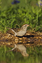 Chipping Sparrow, Spizella passerina, adult drinking, Uvalde County, Hill Country, Texas, USA, April 2006