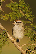 Chipping Sparrow, Spizella passerina, adult on Mountain Cedar (Juniperus ashei), Uvalde County, Hill Country, Texas, USA, April 2006