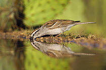 Chipping Sparrow, Spizella passerina, adult drinking, Uvalde County, Hill Country, Texas, USA, April 2006