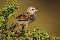 Chipping Sparrow, Spizella passerina, adult on Mountain Cedar (Juniperus ashei), Uvalde County, Hill Country, Texas, USA, April 2006