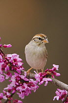Chipping Sparrow, Spizella passerina, adult perched on branch of blooming Eastern redbud (Cercis canadensis), New Braunfels, Texas, USA, March 2006