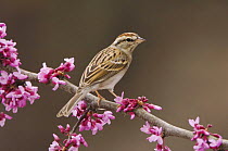Chipping Sparrow (Spizella passerina) adult perched on branch of blooming Eastern redbud (Cercis canadensis) New Braunfels, Texas, USA, March 2006