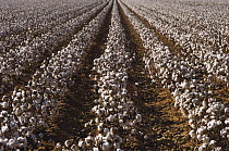 Rows of Cotton Plants {Gossypium hirsutum} with seedpods,  Panhandle, Texas, USA, September 2005