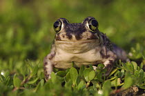 Couch's Spadefoot toad {Scaphiopus couchii} Rio Grande Valley, Texas, USA, June