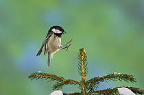 Coal Tit {Periparus ater} adult landing on branch of spruce tree, Switzerland