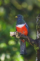Collared Trogon {Trogon collaris} male, Central Valley, Costa Rica