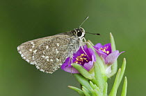 Celia's Roadside-Skipper {Amblyscirtes celia} adult on Shaggy Portulaca flower (Portulaca pilosa) Rio Grande Valley, Texas, USA