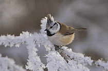 Crested Tit {Lophophanes cristatus} adult on frozen branch in winter, minus 15 Celsius, Switzerland