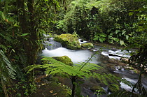 Mountainstream in Cloudforest, La Paz Waterfall Gardens, Central Valley, Costa Rica, Central America, December 2006