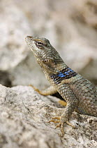 Crevice Spiny Lizard {Sceloporus poinsetti} Hill Country, Texas, USA
