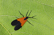 Ctenucha Moth {Arctiidae / Ctenuchinae} adult on Grapevine leaf, Hill Country, Texas, USA