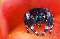 Daring Jumping Spider {Phidippus audax} adult with ant prey in Texas Prickly Pear Cactus flower (Opuntia lindheimeri) Texas, USA