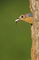 Eastern Bluebird {Sialia sialis} female leaving nest hole with faecal sac, Rio Grande Valley, Texas, USA