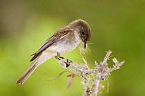 Eastern Phoebe {Sayornis phoebe} adult collecting nesting material, Hill Country, Texas, USA