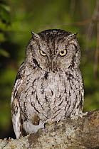 Eastern Screech-Owl {Otus / Megascops asio} adult at night, Texas, USA, April 2006