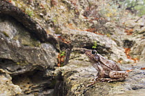 Eastern Barking Frog {Eleutherodactylus augusti latrans} adult in limestone canyon, Texas, USA