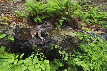 Eastern Barking Frog {Eleutherodactylus augusti latrans} Texas, USA
