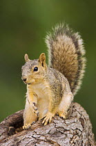 Eastern Fox Squirrel {Sciurus niger} Hill Country, Texas, USA