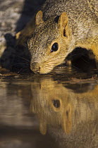 Eastern Fox Squirrel {Sciurus niger} drinking, Hill Country, Texas, USA