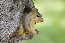 Eastern Fox Squirrel {Sciurus niger} in tree cavity, Hill Country, Texas, USA
