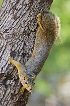 Eastern Fox Squirrel {Sciurus niger} Hill Country, Texas, USA