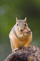 Eastern Fox Squirrel {Sciurus niger} feeding on pecan nut, Hill Country, Texas, USA