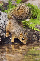 Eastern Fox Squirrel {Sciurus niger} drinking, Hill Country, Texas, USA