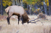 Elk / Wapiti {Cervus canadensis} bull spray marking his territory with urine, Rocky Mountain National Park, Colorado, USA, September 2006