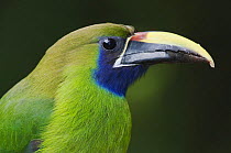 Emerald Toucanet {Aulachorynchus prasinus} Costa Rica