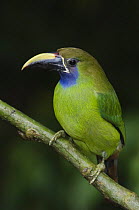 Emerald Toucanet {Aulachorynchus prasinus} Costa Rica